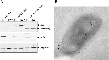 FIG. 5.