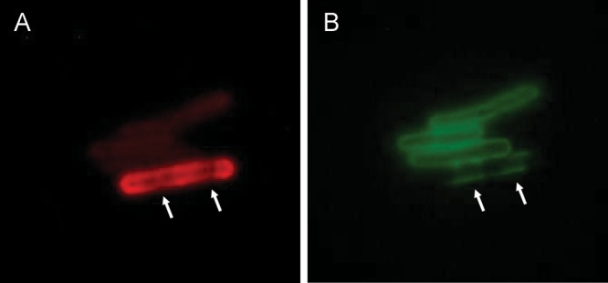 Fig. 2.