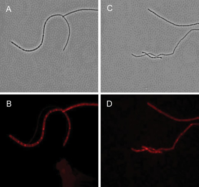 Fig. 1.