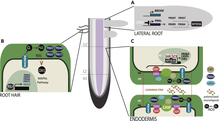 Figure 3