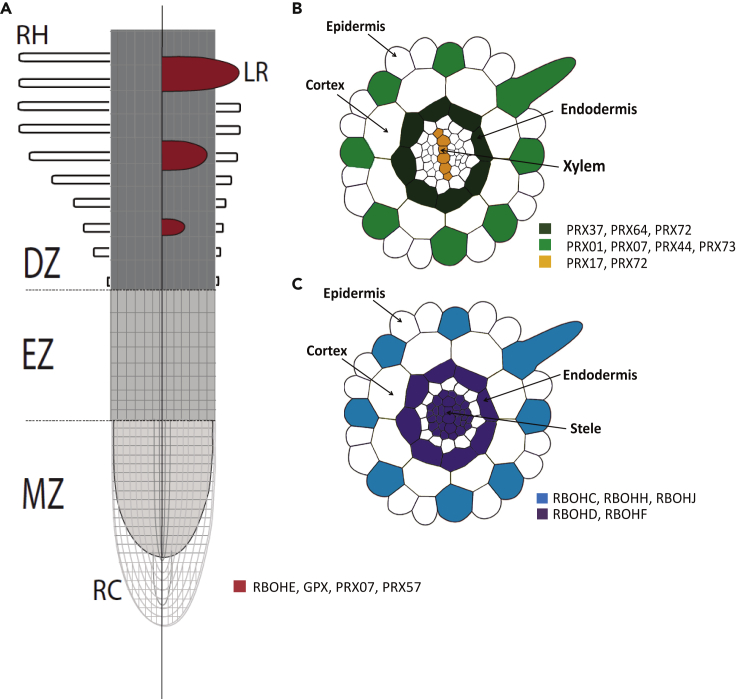 Figure 2