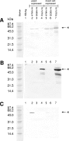 FIG. 1.