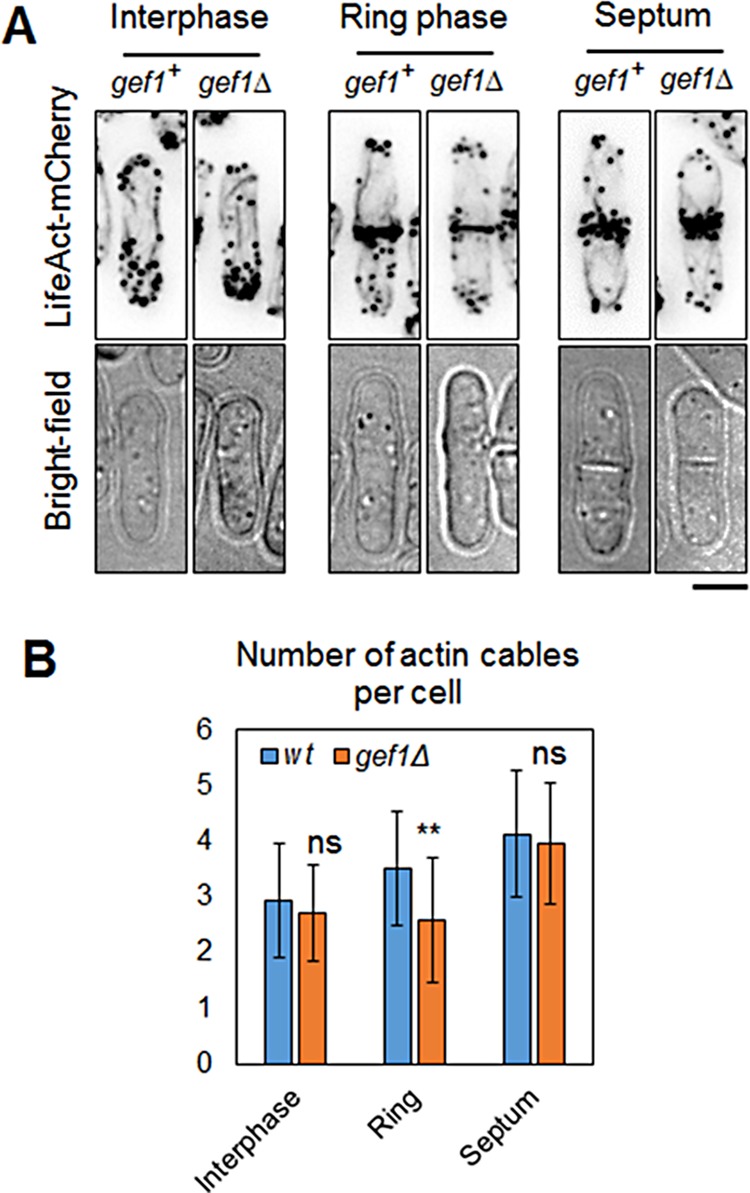 FIGURE 5: