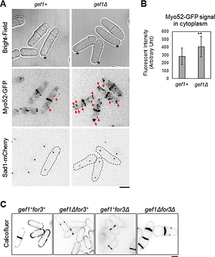 FIGURE 6: