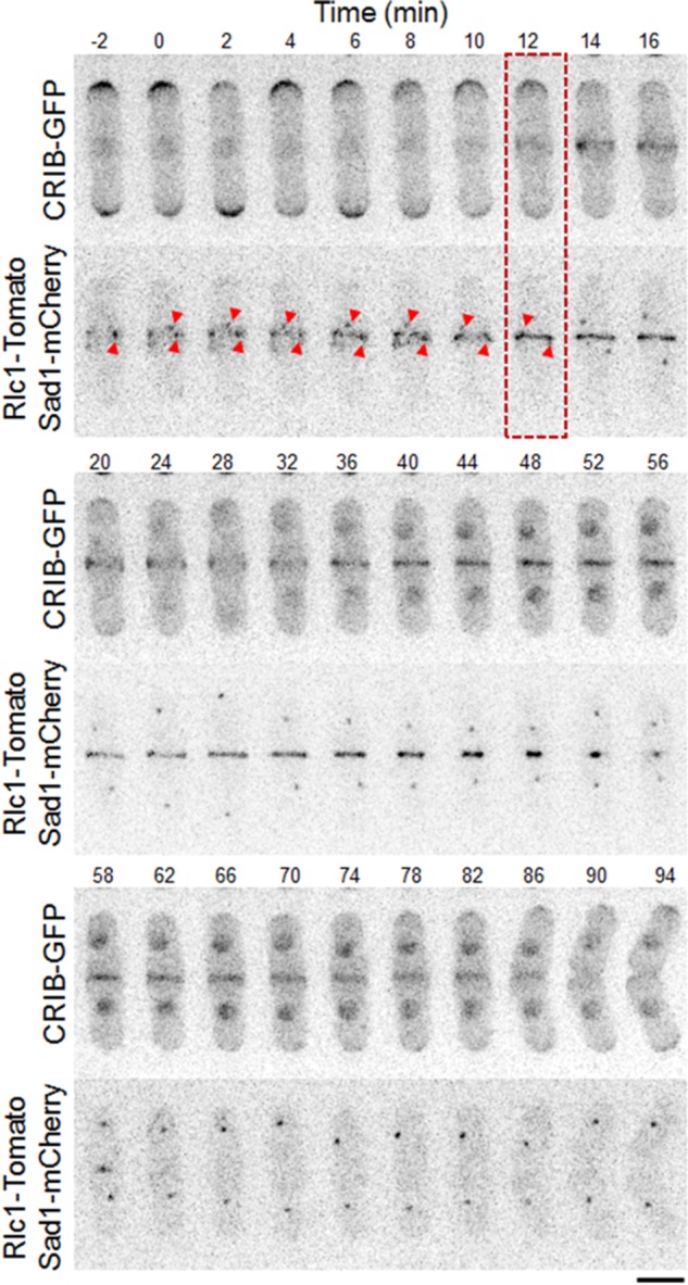 FIGURE 1: