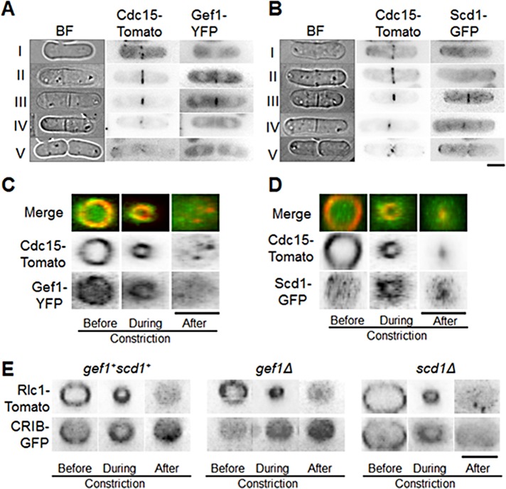 FIGURE 3: