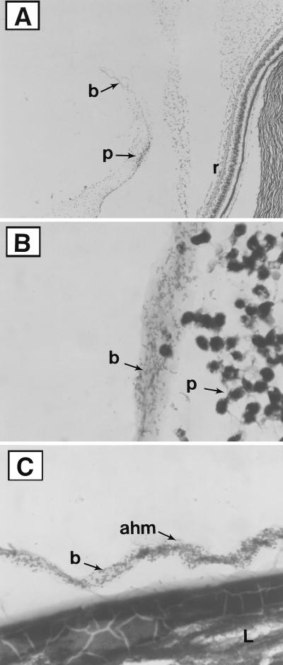 FIG. 1