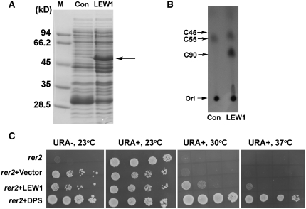 Figure 4.