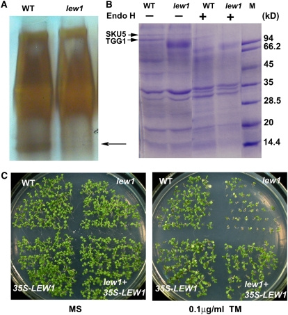 Figure 6.