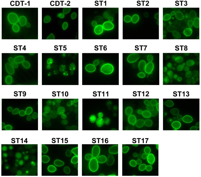 Fig 2