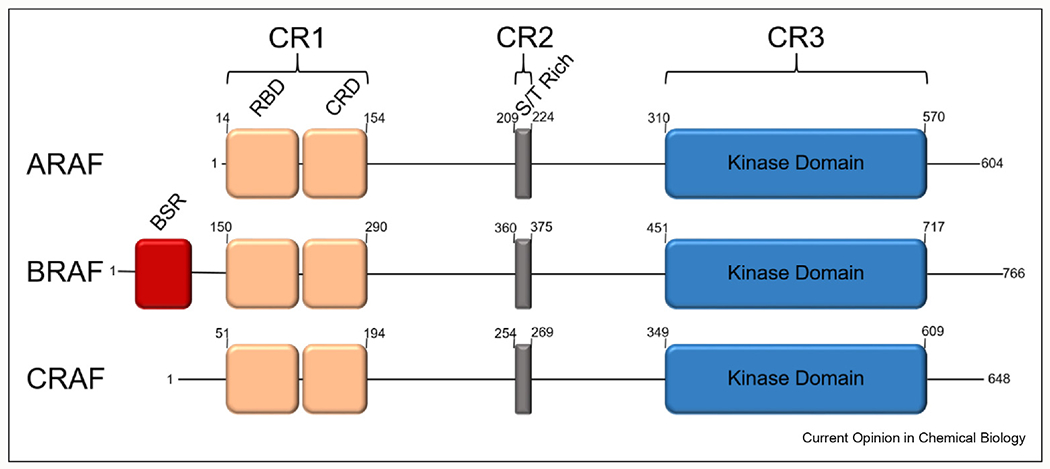 Mechanism and inhibition of BRAF kinase - PMC