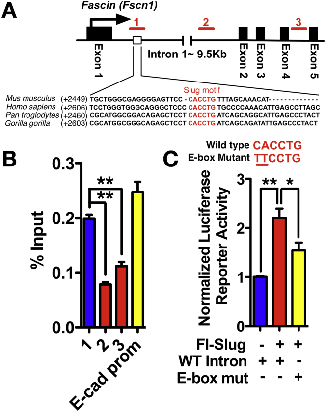 Figure 5