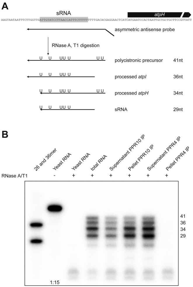 Figure 5.