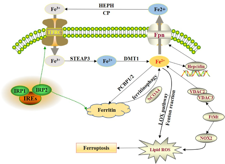 Figure 1