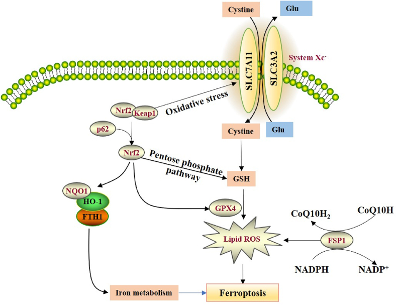 Figure 4