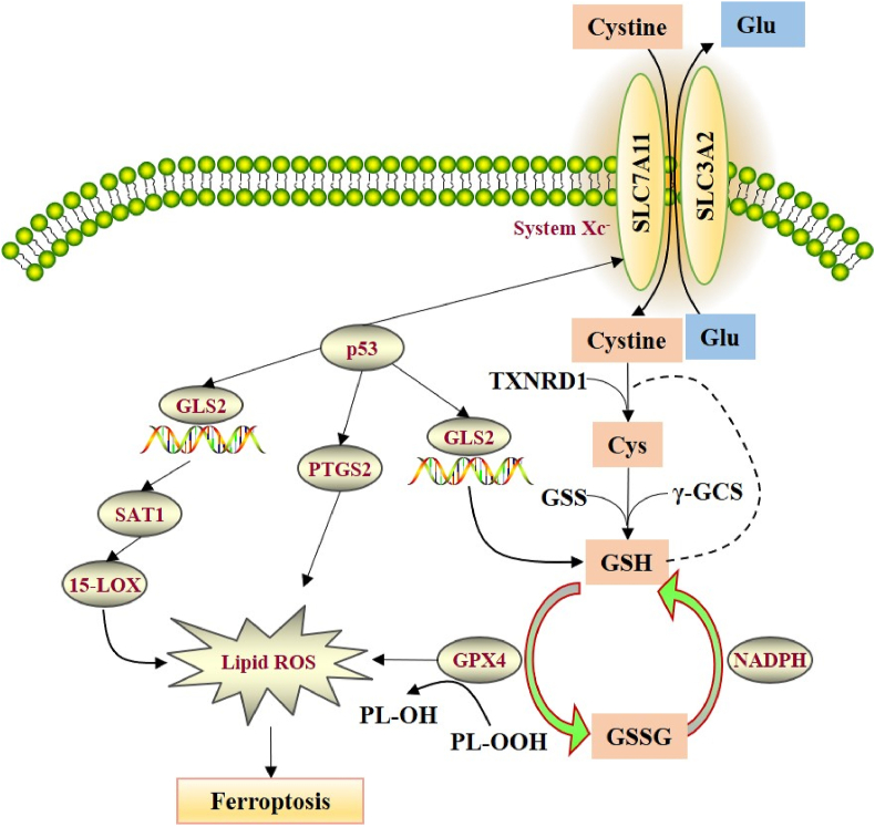 Figure 3