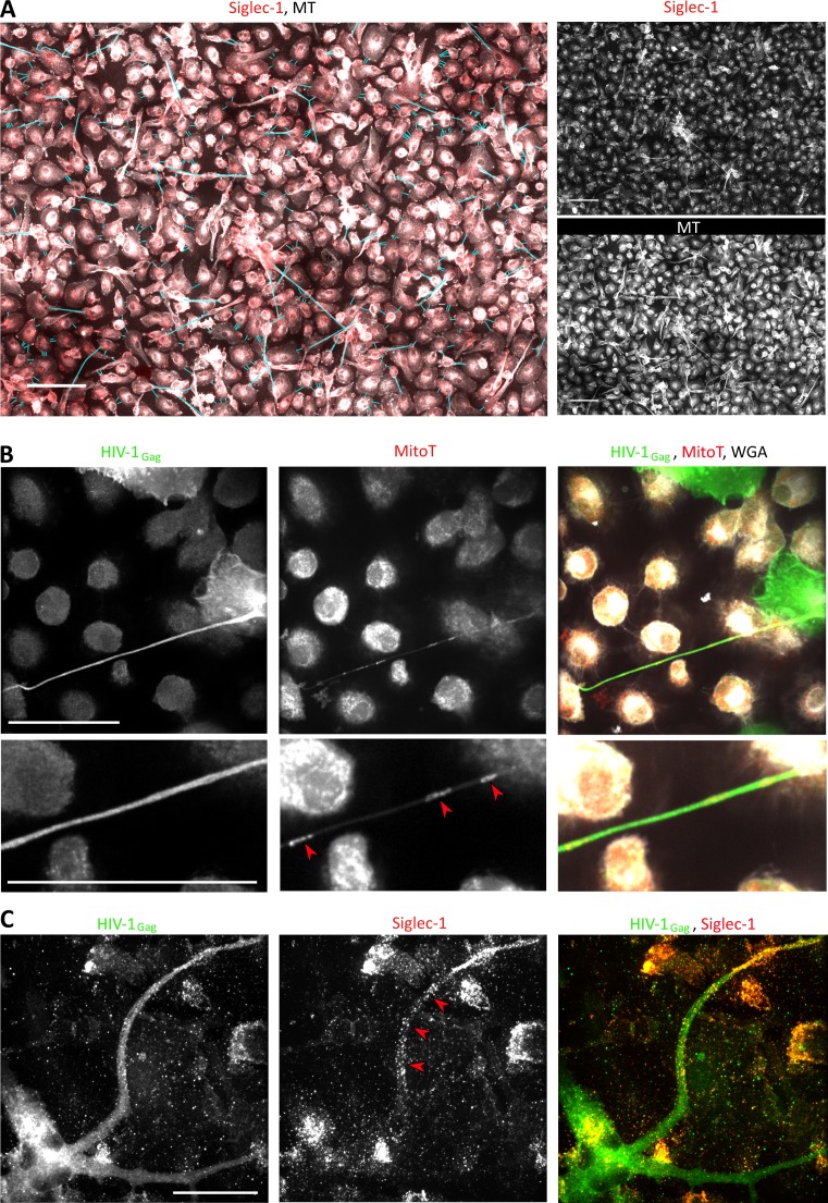 Figure 3—figure supplement 1.