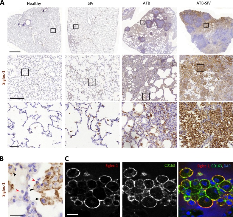 Figure 1—figure supplement 2.