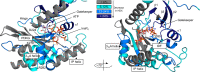 Figure 5—figure supplement 1.