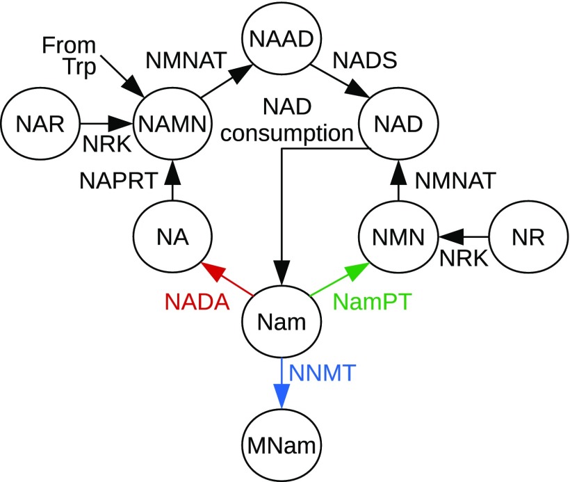 Fig. 1.