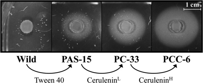 Fig 2