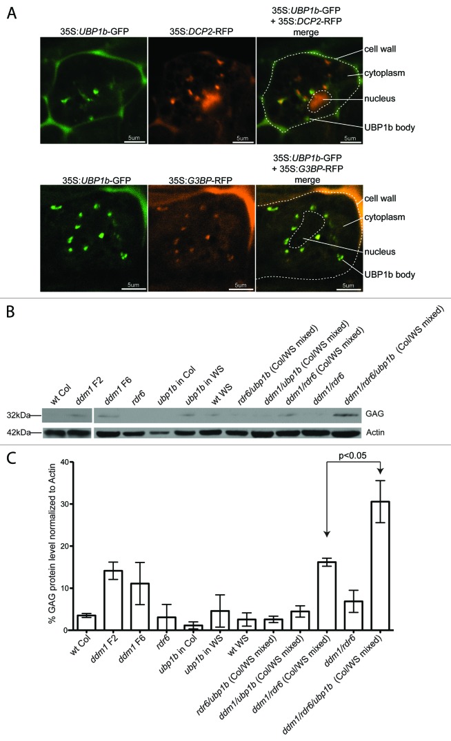 graphic file with name rna-10-1379-g5.jpg