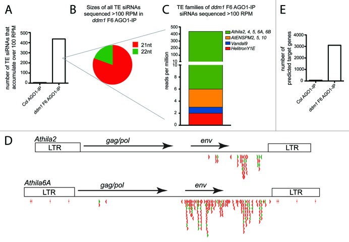 graphic file with name rna-10-1379-g2.jpg