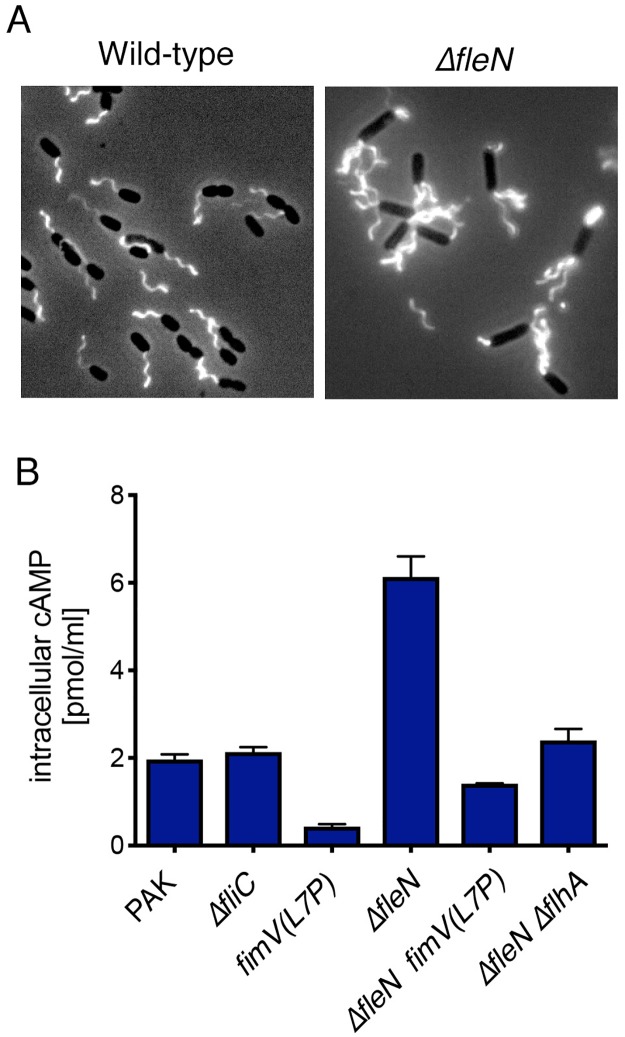 Fig 7