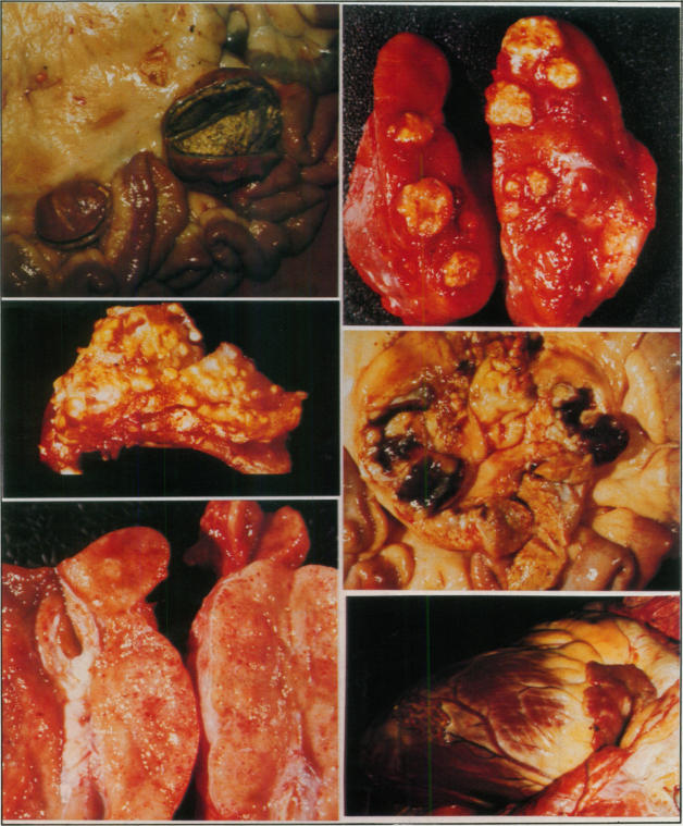 Figure 1., Figure 2., Figure 3., Figure 4., Figure 5., Figure 6.