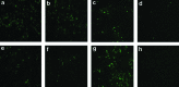 <b>FIG. 3.</b>