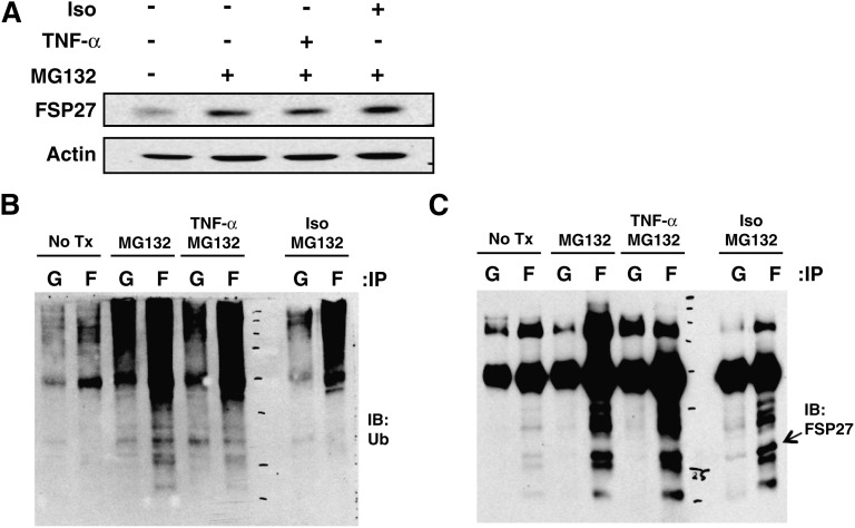 Fig. 9.