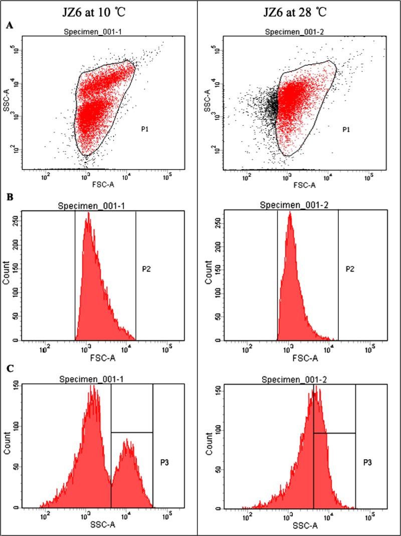 FIG 6