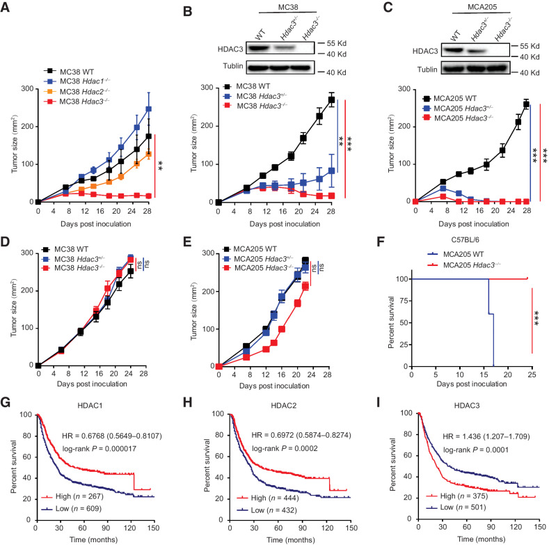 Figure 2. Hdac3 deficiency suppresses tumor growth and is dependent on host immune responses. A, WT, Hdac1−/−, Hdac2−/−, and Hdac3−/− MC38 cells were inoculated in C57BL/6 mice subcutaneously, and tumor growth was monitored (n = 5/group). WT, Hdac3+/−, and Hdac3−/− MC38 and MCA205 cells were inoculated in C57BL/6 (B and C) and nude mice (D and E) subcutaneously, and tumor growth was monitored (n = 5/group). Hdac3 knockdown and knockout was confirmed via Western blot analysis (top, B and C). F, WT and Hdac3−/− MCA205 cells were injected into C57BL/6 mice intravenously, and the OS of mice was monitored (n = 8/group). G–I, The OS of patients with gastric cancer was compared between individuals bearing tumors with high or low Hdac1, 2, 3 mRNA transcription. HR, 95% confidence interval, and P value from the log-rank test are shown. Western blot images (B and C) are presentative results from three independent experiments. Experiments (A–F) were repeated two times, and the dot plots (A–E) are shown as mean ± SD. Significance was calculated with nonparametric Mann–Whitney U test. ns, not significant; **, P < 0.01; ***, P < 0.001.