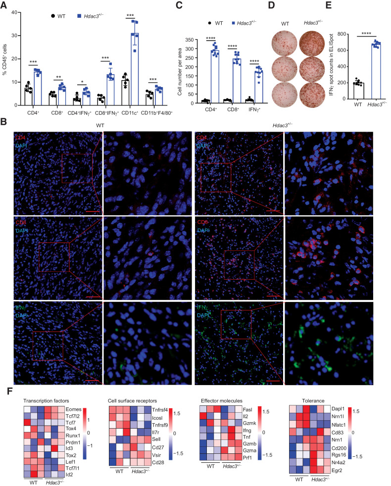 Figure 3. Enhanced local immune response in Hdac3-deficient tumors. A and B, Flow cytometric analysis of immune cell infiltration in WT and Hdac3+/− MCA205 tumors. WT and Hdac3+/− MCA205 cells were inoculated in C57BL/6 mice subcutaneously (n = 5/group). Seven days after inoculation, tumor tissues were harvested, and immune cell infiltration in the tumors was analyzed by flow cytometry (A) and immunofluorescence staining with CD4, CD8, and IFNγ antibodies (B). Scale bar, 50 μm. Red box indicates area in zoomed image (10× magnification). C, Cumulative data and statistical analysis of B. ELISpot analysis of IFNγ secretion by tumor-infiltrating T lymphocytes in OVA-MCA205 and OVA-Hdac3+/− MCA205 tumors (D) and cumulative quantitative data (E). F, Expression of genes associated with the indicated classifications in CD45+CD4+ and CD45+CD8+ T cells isolated from WT and Hdac3+/− MCA205 tumors (n = 3/group) as analyzed by bulk RNA-seq. Flow cytometric (A), immunofluorescence staining (B and C), and ELISpot (D and E) assays were repeated three times, and statistical data (A, C, and E) are shown as mean ± SD and statistically analyzed by Mann–Whitney U test. *, P < 0.05; **, P < 0.01; ***, P < 0.001; and ****, P < 0.0001.