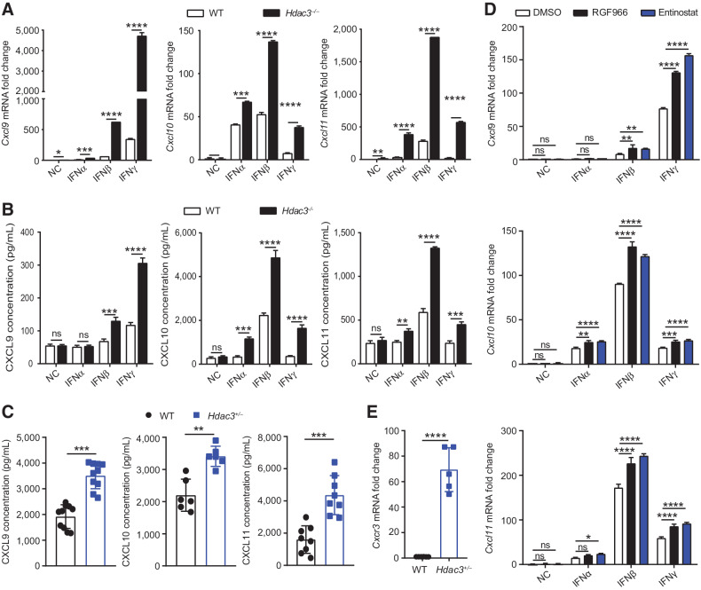 Figure 5. HDAC3 downregulates the expression of IFN-induced chemokines Cxcl9, 10, 11. A, The mRNA expression of Cxcl9, 10, 11 in WT and Hdac3−/− MCA205 cells treated with IFNα (100 U/mL), IFNβ (10 ng/mL), and IFNγ (100 U/mL) for 6 hours analyzed by qRT-PCR. B, CXCL9, 10, 11 concentrations from WT and Hdac3−/− MCA205 cell culture supernatants were measured by ELISA. C, CXCL9, 10, 11 concentrations in WT (n ≥ 6) and Hdac3+/− (n ≥ 6) MCA205 tumors were measured by ELISA. D, The mRNA expression of Cxcl9, 10, 11 in WT and Hdac3−/− MCA205 cells treated with RGF966 (10 μmol/L), Entinostat (10 μmol/L), or DMSO control for 6 hours analyzed by qRT-PCR. E, The mRNA expression of Cxcr3 in WT and Hdac3+/− MCA205 tumors analyzed by qRT-PCR (n = 5/group). qRT-PCR (A, D, and E) and ELISA (B and C) assays were repeated three times, and data are shown as mean ± SD. Significance was calculated with nonparametric Mann–Whitney U test. ns, not significant; *, P < 0.05; **, P < 0.01; ***, P < 0.001; and ****, P < 0.0001.