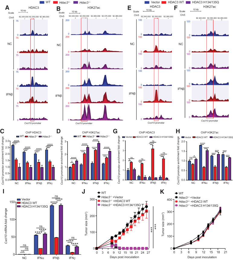 Figure 6. HDAC3 directly binds and deacetylates Cxcl10 gene promotor. A and B, The Cxcl10 gene promotor loci are displayed. Tracks depict HDAC3 ChIP (A) signal, as well as ChIP for H3K27ac (B) in WT, Hdac3+/−, and Hdac3−/− MCA205 cells treated with IFNβ (10 ng/mL) or vehicle control treatment for 3 hours. Cxcl10 promotor occupancy of HDAC3 (C) and H3K27ac (D) proteins in WT, Hdac3+/−, and Hdac3−/− MCA205 cells analyzed by ChIP q-PCR. E and F, The Cxcl10 gene promotor loci are displayed. Tracks depict HDAC3 ChIP (E) signal, as well as ChIP for H3K27ac (F) in Hdac3−/− MCA205 cells overexpressing WT or H134/135Q mutant HDAC3, or vector control. Cxcl10 promotor occupancy of HDAC3 (G) and H3K27ac (H) proteins in Hdac3−/− MCA205 cells overexpressing WT or H134/135Q-mutant HDAC3, or vector control as analyzed by ChIP q-PCR. I, The mRNA expression of Cxcl10 in Hdac3−/− MCA205 cells overexpressing WT, H134/135Q mutant HDAC3 or vector control as analyzed by qRT-PCR. MCA205 cells were treated with 100 U/mL IFNα, 10 ng/mL IFNβ, or 100 U/mL IFNγ for 6 hours before being lysed for RNA extraction. J–K, WT MCA205 and vector control, WT and H134/135Q-mutant HDAC3 overexpressing Hdac3−/− MCA205 cells were inoculated in C57BL/6 mice or nude mice subcutaneously (n = 5/group), and tumor growth was monitored. ChIP q-PCR (C, D, G, H) and qRT-PCR (I) were repeated two times, and data are shown as mean ± SD. Experiments (J and K) were repeated two times, and the dot plots are shown as mean ± SD. Significance was calculated with nonparametric Mann–Whitney U test. ns, not significant; *, P < 0.05; ***, P < 0.001; and ****, P < 0.0001.