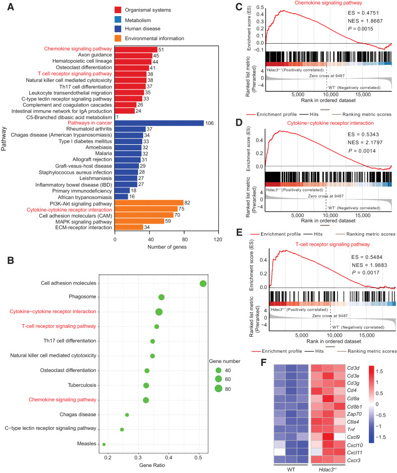 Figure 4. Hdac3 deficiency upregulates chemokine signaling and TCR signaling pathways. A–F, Total RNA from WT or Hdac3+/− MCA205 tumors (n = 3/group) was extracted and sequenced by RNA-seq. Expression changes in Hdac3+/− versus WT MCA205 whole tumors were compared by KEGG analysis (A and B). Significantly enriched KEGG annotated classification bar chart (A) and distribution point map (B) are shown. Expression changes in Hdac3+/− versus WT MCA205 tumors were compared by GSEA (C–E). Chemokine signaling (C), cytokine–cytokine receptor interaction (D), and TCR signaling pathways (E) are shown. Heat map shows differentially expressed genes associated with the chemokine signaling pathway and T cells in WT and Hdac3+/− MCA205 tumors (F). The RNA-seq was performed once.