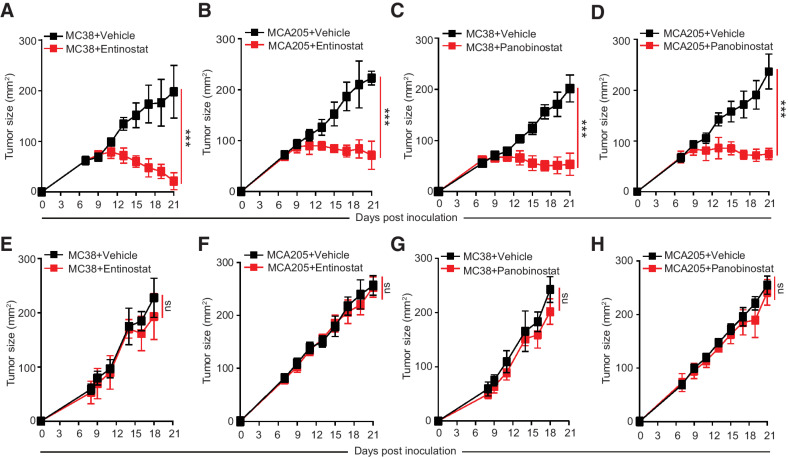 Figure 1. HDAC inhibitors suppress tumor growth in an immune-dependent manner. MC38 (A, C, E, and G) and MCA205 cells (B, D, F, and H) were inoculated in C57BL/6 (A–D) or nude mice (E–H) subcutaneously. Seven days after inoculation, tumor-bearing mice were treated with HDAC inhibitors Entinostat (30 mg/kg, intragastrically; A, B, E, and F), Panobinostat (20 mg/kg, intraperitoneally; C, D, G, H), or vehicle control (intragastrically for Entinostat control and intraperitoneally for Panobinostat control) three times per week, and tumor growth was monitored (n = 5/group). Experiments (A–H) were repeated three times, and the dot plots are shown as mean ± SD. Significance calculated with nonparametric Mann–Whitney U test. ns, not significant; ***, P < 0.001.