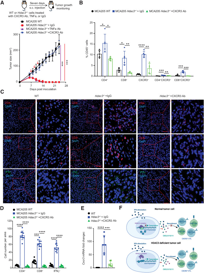 Figure 7. CXCR3 antibody blocking rescues Hdac3-deficient MCA205 tumor growth in an immune-dependent manner. A, Effect of CXCR3 or TNFα blocking on the growth of Hdac3+/− MCA205 tumors (n = 6 mice/group). Top: Schematic of experimental setup. Bottom: Tumor size was monitored. Red arrows indicate the timepoint of Ab injection. Tumor growth was monitored two to three times per week. B and C, Flow cytometric and immunofluorescence staining analysis of immune cell infiltration in WT and CXCR3 antibody–and IgG control–treated Hdac3+/− MCA205 tumors. WT and Hdac3+/− MCA205 cells were inoculated in C57BL/6 mice subcutaneously. Tumor-bearing mice were treated with CXCR3 antibody, TNFα antibody, or IgG control (10 mg/kg) by intravenous injection at 1, 3, and 5 days after inoculation. Seven days after inoculation, tumors were stripped and immune cell infiltration in tumors was analyzed by flow cytometric (B) and immunofluorescence staining (C). Scale bar, 50 μm. Red box indicates area in zoomed image (10× magnification). D, Statistical data of C. E, The mRNA expression of Cxcr3 in WT and CXCR3 antibody and IgG control treated Hdac3+/− MCA205 tumor was analyzed by qRT-PCR (n = 5/group). F, Proposed HDAC3 pathway schematic. In tumor cells, HDAC3 deacetylated Cxcl9/10/11 promoters and inhibited their expression. Low levels of CXCL9/10/11 cannot recruit enough CXCR3+ CTL to mediate tumor killing. In Hdac3-deficient tumor cells, deficiency of HDAC3 resulted in the acetylation modification of Cxcl9/10/11 promoters and gene expression. CXCL9/10/11 induced infiltration of CXCR3+ T cells into the TME and tumor killing. All arrows indicated promotion or induction; Red “X” on arrow and red blunted line indicated inhibition. The dot plot (A), flow cytometry (B), immunofluorescence staining (D), and qRT-PCR (E) were repeated two times, and data are shown as mean ± SD. Significance was calculated with nonparametric Mann–Whitney U test. ns, not significant; *, P < 0.05; **, P < 0.01; ***, P < 0.001; and ****, P < 0.0001.