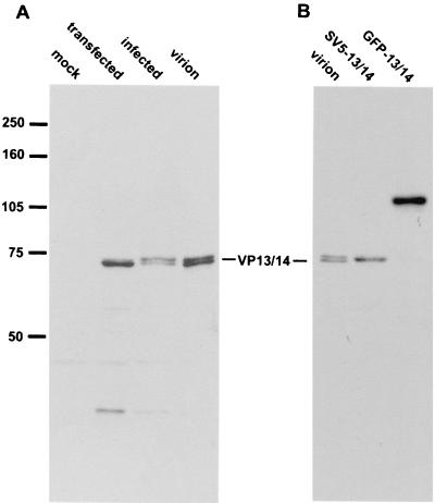 FIG. 1