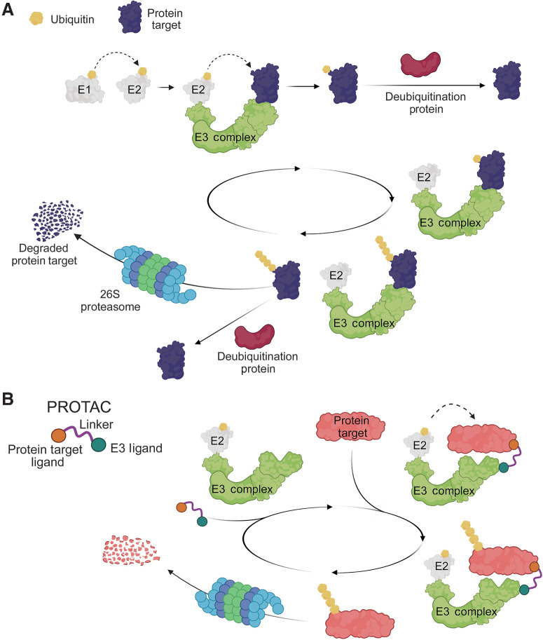 Figure 1. The ubiquitination, deubiquitination, and polyubiquitination cycles of target proteins and the basis of PROTAC activity. A, The sequential activities of E1 (activating), E2 (conjugating), and E3 (ligating) ubiquitination proteins covalently attach ubiquitin to a lysine residue of a target protein, which may be released as a monoubiquitinated protein or remain bound to the E3 complex and be polyubiquitinated thorugh successive rounds of ubiquitination with the polyubiquitinated substrate potentially targeted for proteolytic degradation via the 26S proteasome. Alternatively, mono and polyubiquitin modifications may be removed by deubiquitination proteins. B, PROTACs bring the endogenous E3 and protein target into close spatial proximity through specific ligands that facilitate polyubiquitination and subsequent proteasomal degradation of the target. Once the target is polyubiquitinated and the PROTAC is released, the PROTAC is recycled and can polyubiquitinate additional targets for destruction. Figure generated using BioRender.