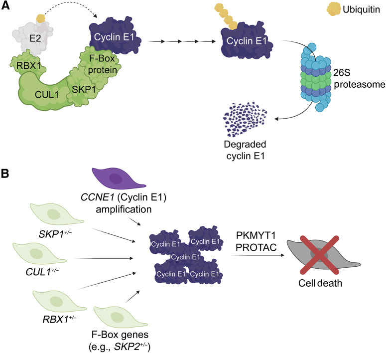 Figure 2. Synthetic genetic PROTAC approaches to target Cyclin E1 overexpressing cells in cancer. A, The SCF complex, an E3 ligase, polyubiquitinates Cyclin E1 for subsequent proteasomal degradation. B, Genomic amplication of CCNE1 (Cyclin E1) or the loss of genes encoding the SCF complex (e.g., SKP1, CUL1, RBX1, or the 69 F-Box genes) lead to increases in Cyclin E1 abundance. Cells with CCNE1 accumulation are sensitive to PKMYT1 inhibition (77) and thus, each of these genetic contexts are predicted to be sensitive to PROTACs targeting PKMYT1. Figure generated using BioRender.
