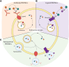 Figure 3. Strategies aimed at enhancing PROTAC delivery to target cells. A, Antibodies targeting membrane proteins present on cancer cells can be fused to PROTACs to enhance their endocytosis-mediated entry. Antibodies are cleaved from PROTACs within the endosome and PROTACs are released. B, PROTACs can be fused to ligands that are recognized by membrane receptors exclusively expressed or upregulated on cancer cells. PROTACs enter the cell through endocytosis and are released into the cytoplasm. C, PROTACs are packaged into nanoparticles for improved pharmacokinetics and delivery into cancer cells. Nanoparticle delivery can be: (i) passive, using endocytic pathways; (ii) active, by fusing nanoparticles with appropriate antibodies; or (iii) active, by complexing nanoparticles with ligands that bind to membrane proteins or receptors located on cancer cell. In all cases, nanoparticle delivery undergoes endocytosis and cargo delivery to and release from endosomes. PROTACs escape the endosome and are released into the cytoplasm, where they function to target and degrade key target proteins. Figure generated using BioRender.