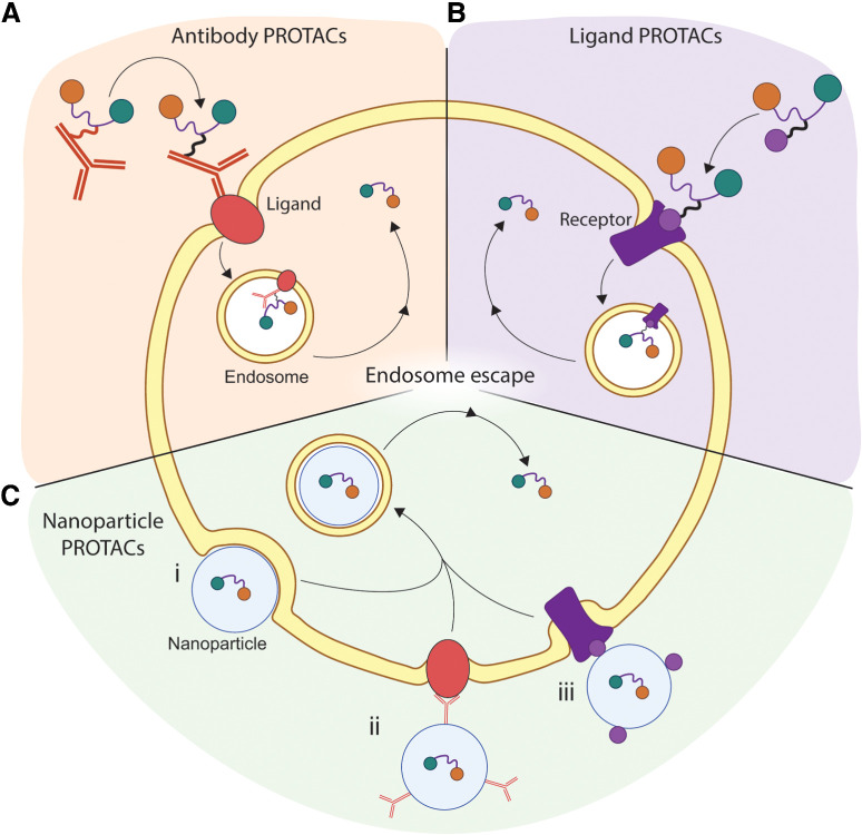 Figure 3. Strategies aimed at enhancing PROTAC delivery to target cells. A, Antibodies targeting membrane proteins present on cancer cells can be fused to PROTACs to enhance their endocytosis-mediated entry. Antibodies are cleaved from PROTACs within the endosome and PROTACs are released. B, PROTACs can be fused to ligands that are recognized by membrane receptors exclusively expressed or upregulated on cancer cells. PROTACs enter the cell through endocytosis and are released into the cytoplasm. C, PROTACs are packaged into nanoparticles for improved pharmacokinetics and delivery into cancer cells. Nanoparticle delivery can be: (i) passive, using endocytic pathways; (ii) active, by fusing nanoparticles with appropriate antibodies; or (iii) active, by complexing nanoparticles with ligands that bind to membrane proteins or receptors located on cancer cell. In all cases, nanoparticle delivery undergoes endocytosis and cargo delivery to and release from endosomes. PROTACs escape the endosome and are released into the cytoplasm, where they function to target and degrade key target proteins. Figure generated using BioRender.