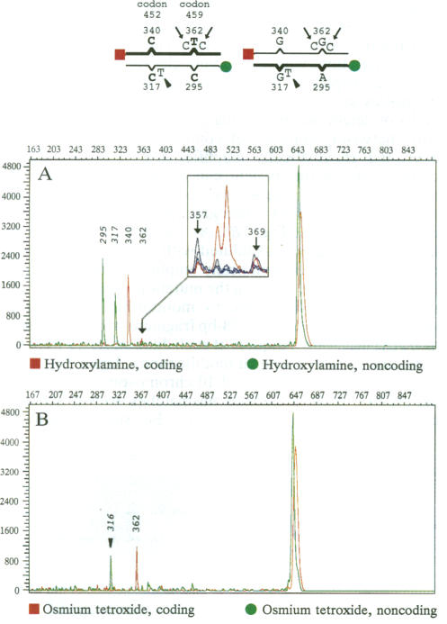 graphic file with name pnas01127-0285-a.jpg