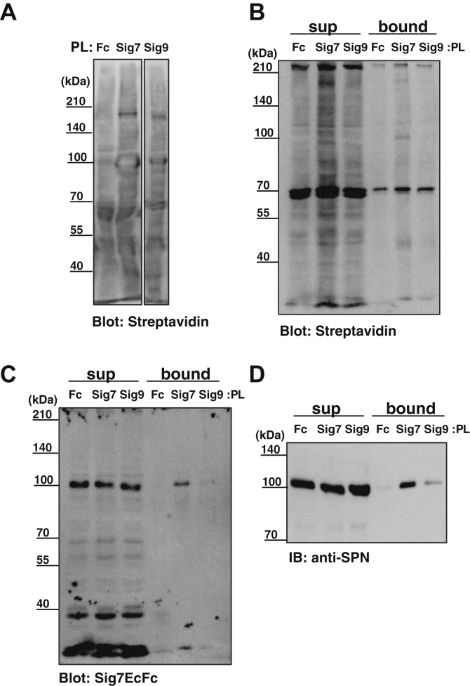 Figure 6