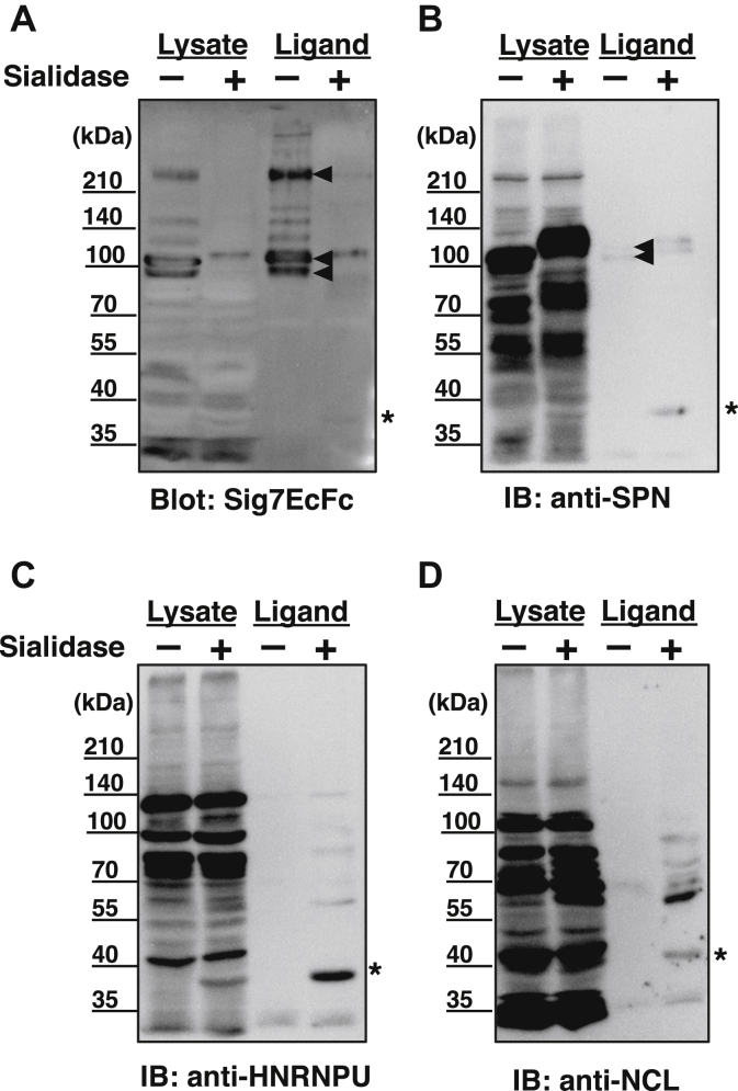 Figure 4