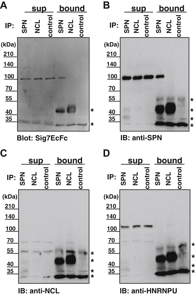 Figure 5