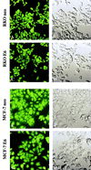 FIG. 1