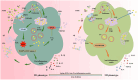 Diagram comparing M1 and M2 phenotypes in immune response. The M1 phenotype on the left shows pro-inflammatory pathways involving NF-κB, ROS, TLR, and various cytokines. The M2 phenotype on the right shows anti-inflammatory pathways involving MAPK/ERK, TREM2, and different cytokines. Iron metabolism processes like TFR1, DMT1, FPN1, and LIP are visible with arrows indicating flow directions. Both phenotypes involve interactions with non-transferrin-bound iron (NTBI), lipopolysaccharides (LPS), and other molecular structures. The diagram also highlights the impact of aging, ROS, iron, and pro-inflammatory media on the phenotypic shift.